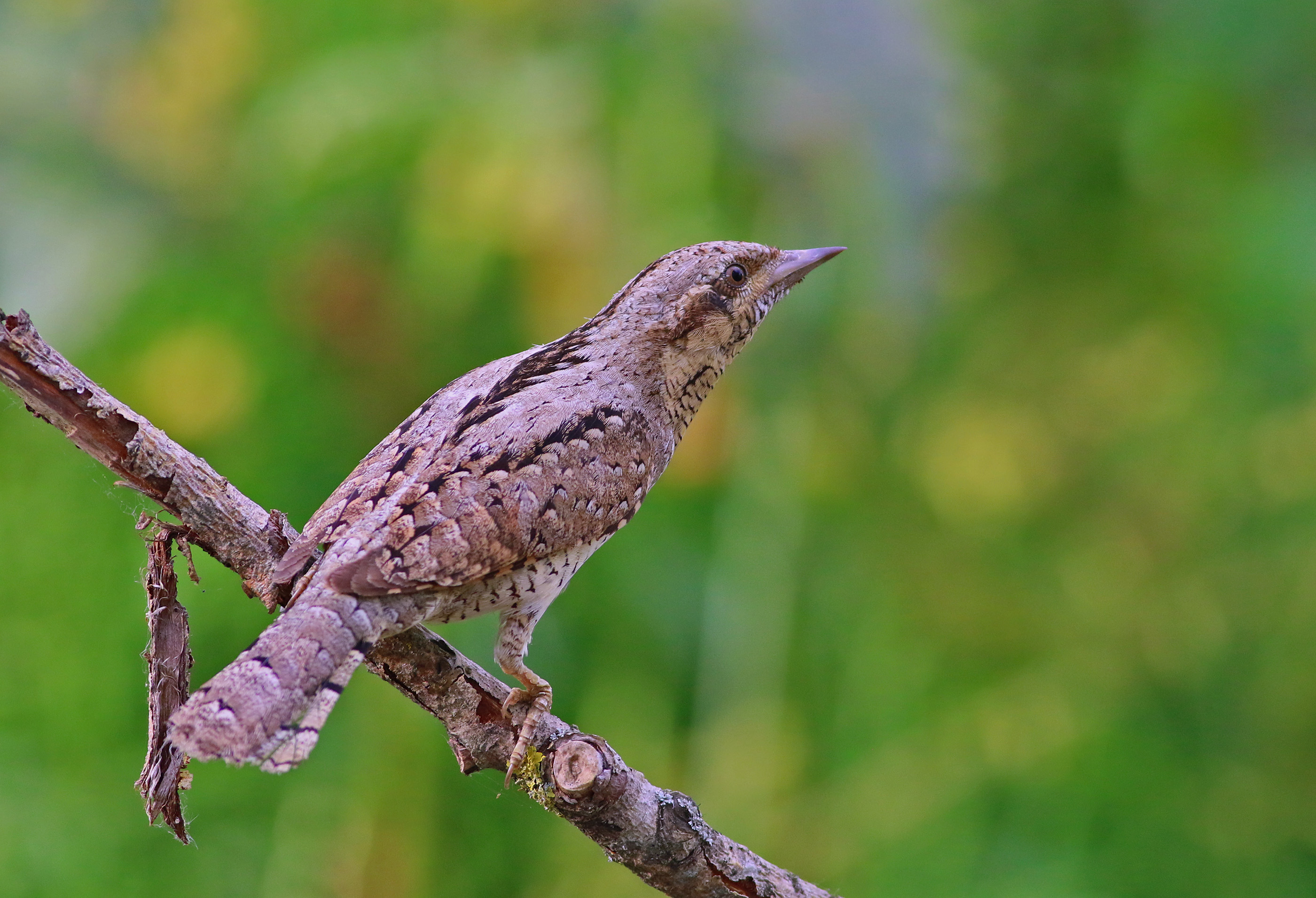 Eurasian Wryneck